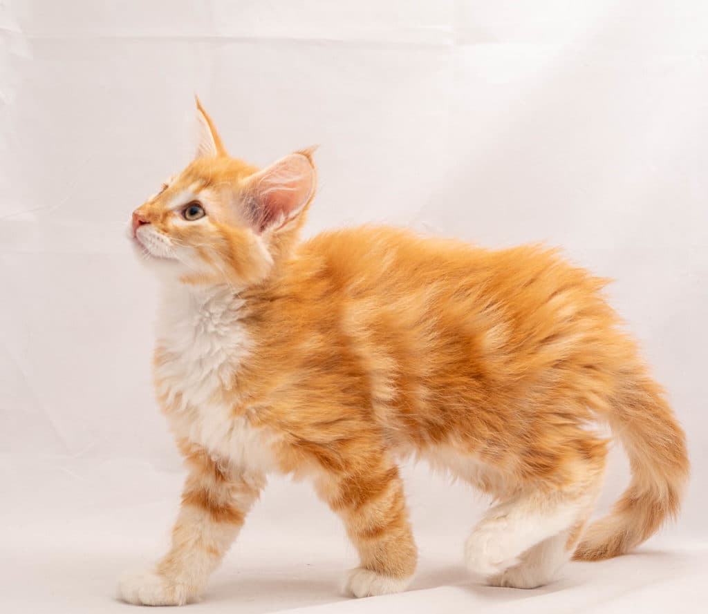 (N)Migoto's Prinsen, NFO d 09 22