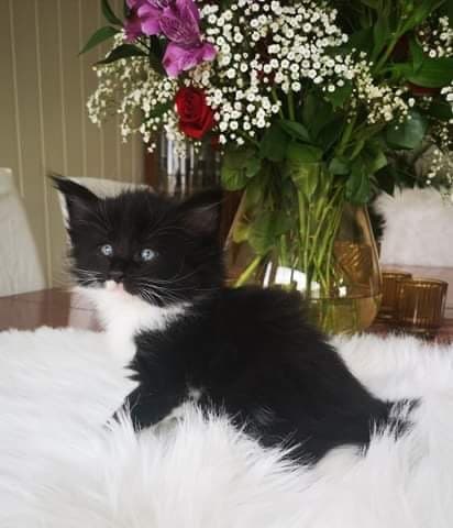 (N)Migoto's Saga, NFO n 09