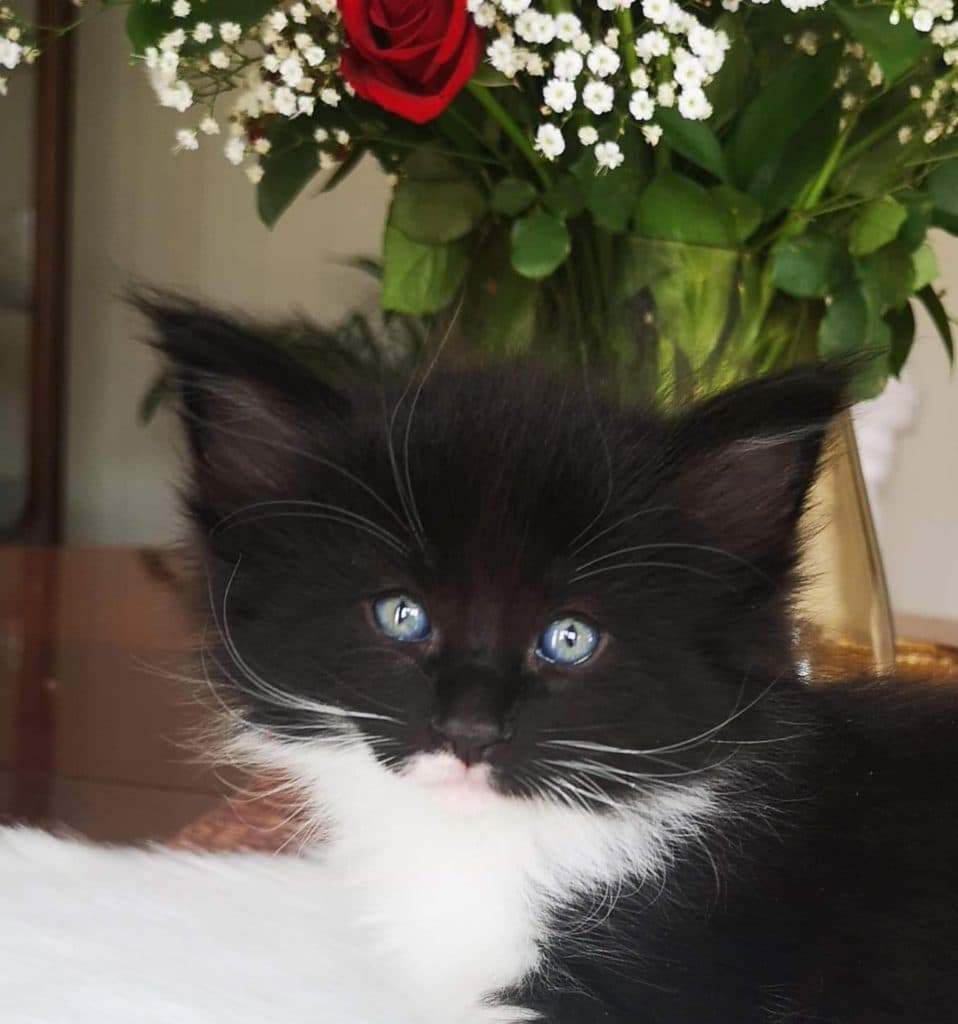 (N)Migoto's Saga, NFO n 09