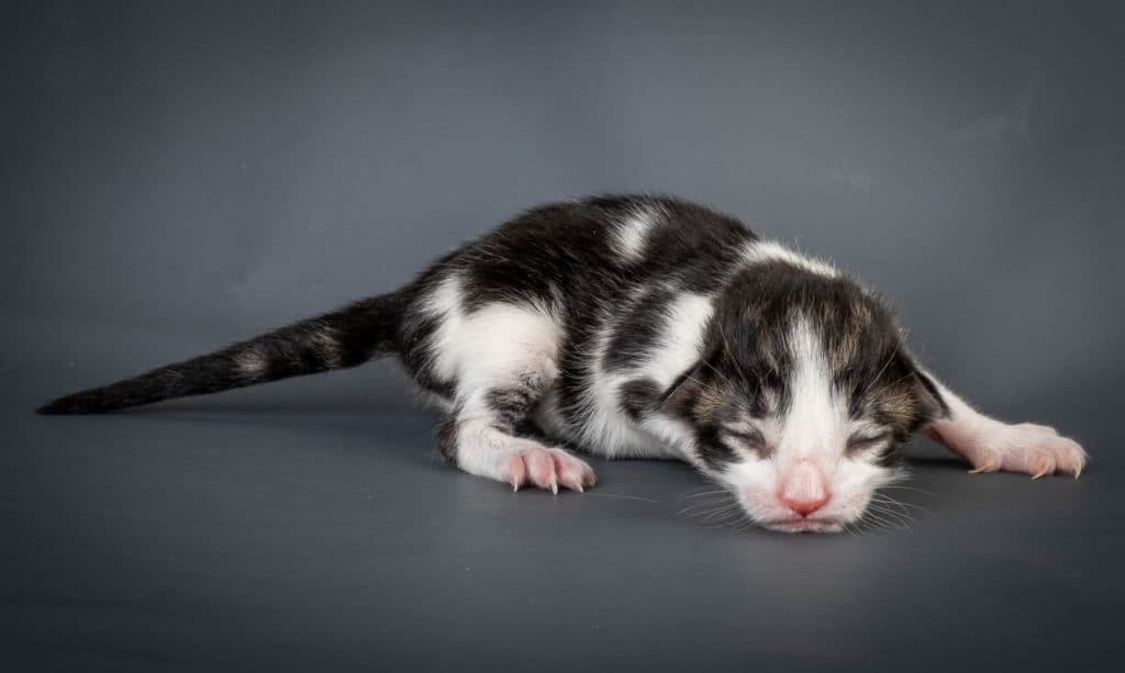 (N)Migoto's Tyr, NFO n 03 22