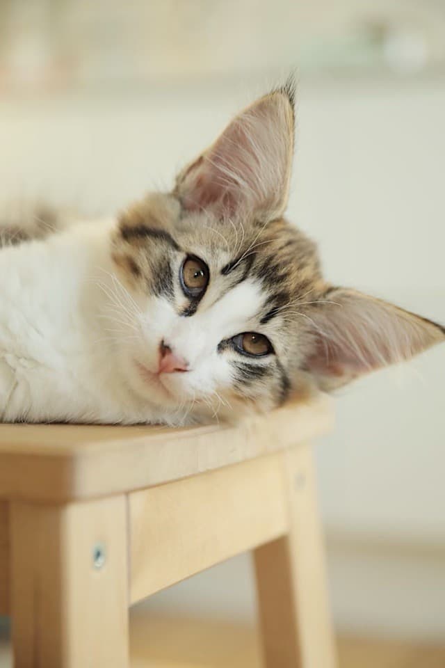 (N)Migoto's Pax (Pelle Pouf), NFO n 03 22