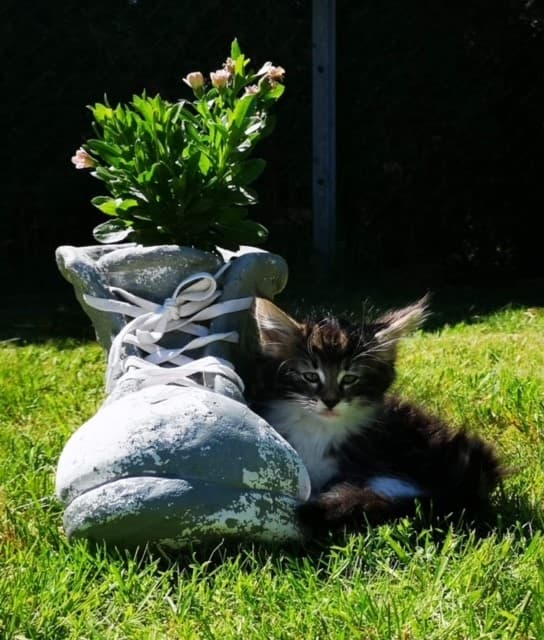 (N)Migoto's Sabine, NFO n 09 22