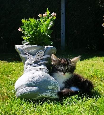 (N)Migoto's Sabine, NFO n 09 22