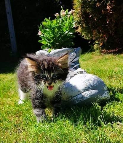 (N)Migoto's Simon, NFO n 09 22