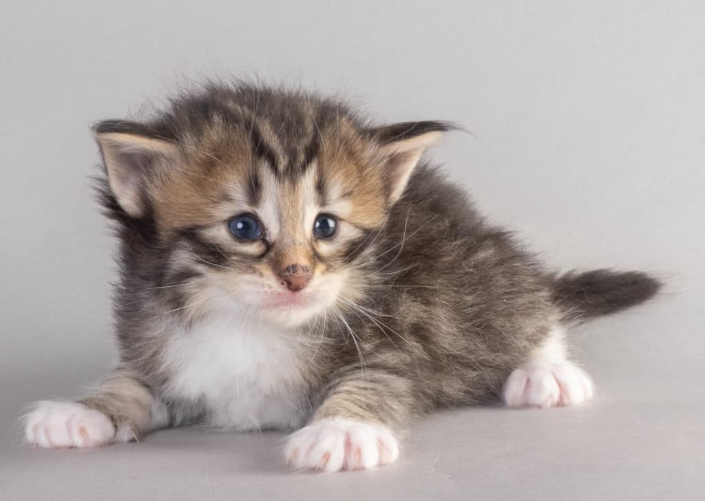 (N)Migoto's Ulla, NFO n 09 24