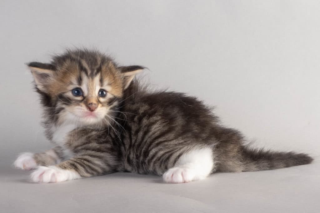 (N)Migoto's Ulla, NFO n 09 24