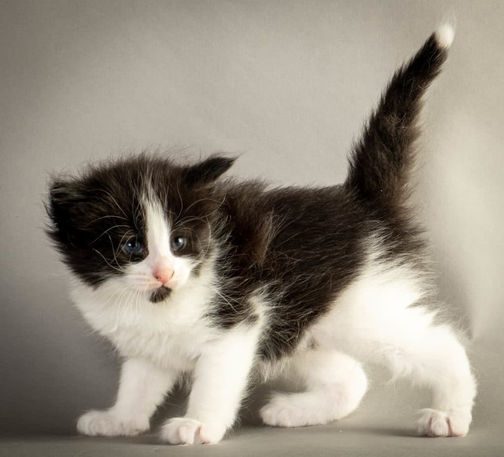 (N)Migoto's Ulf, NFO n 03