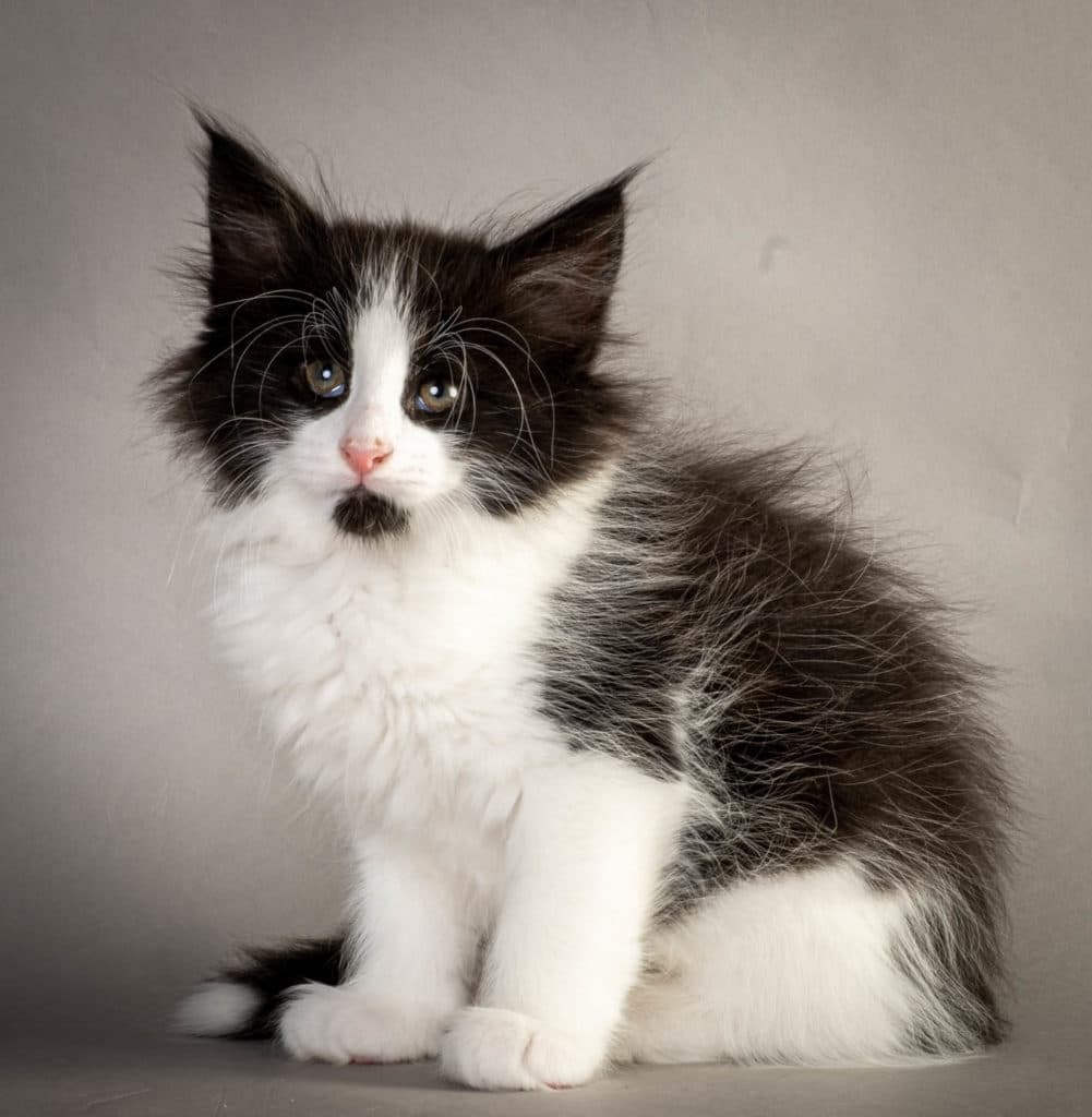 (N)Migoto's Ulf, NFO n 03