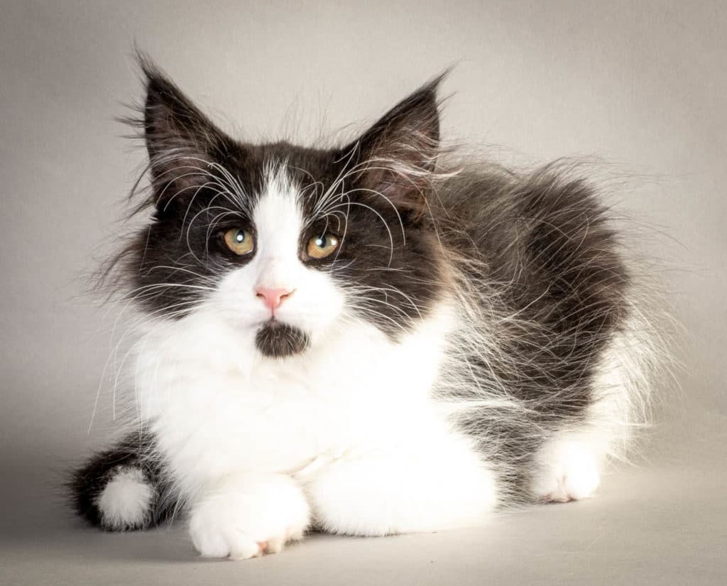 (N)Migoto's Ulf, NFO n 03