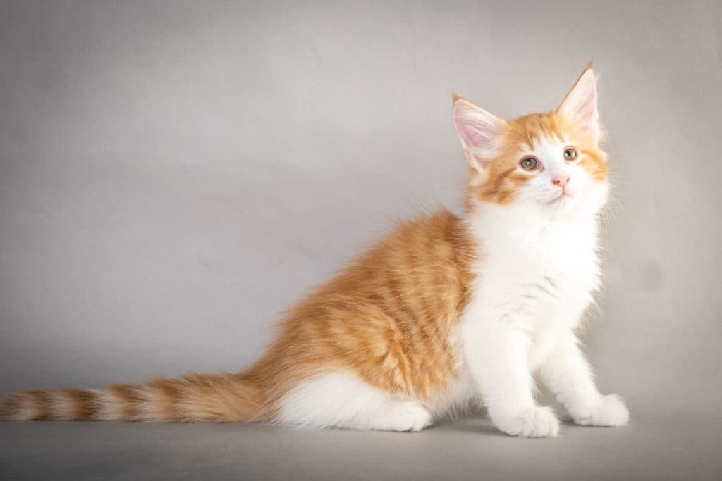 (N)Migoto's Vilhelm, NFO d 03 24