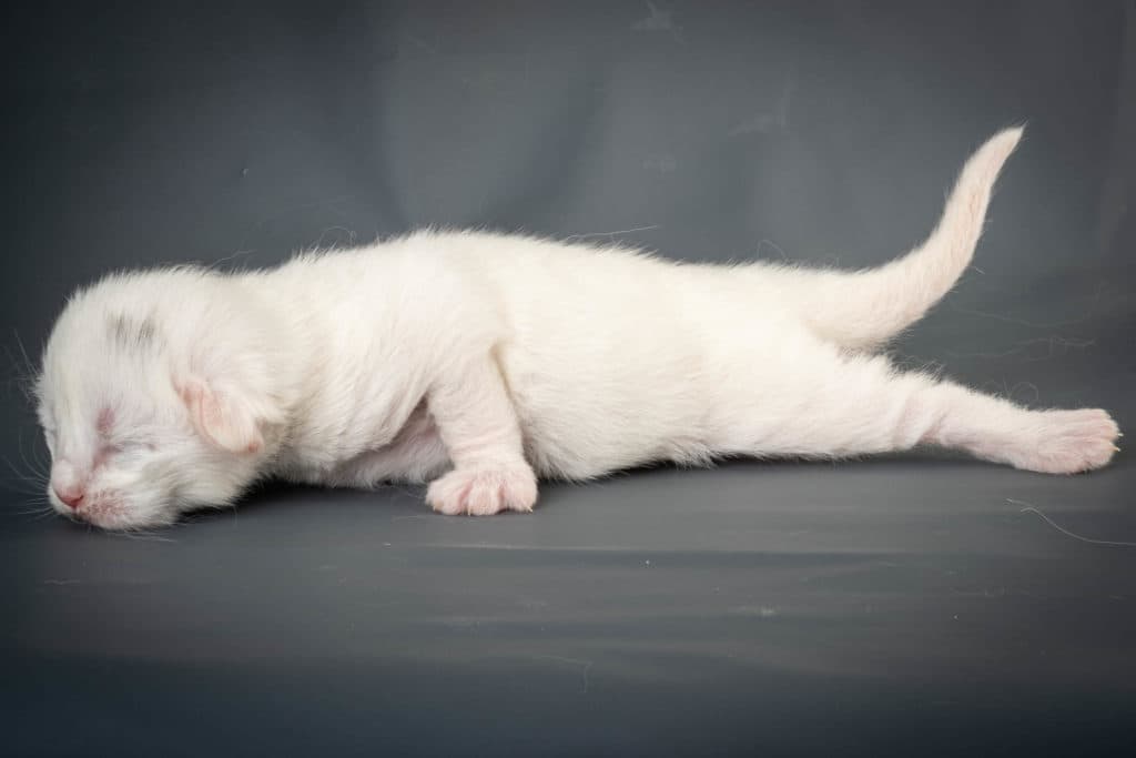 (N)Migoto's Yngvar, NFO w ?