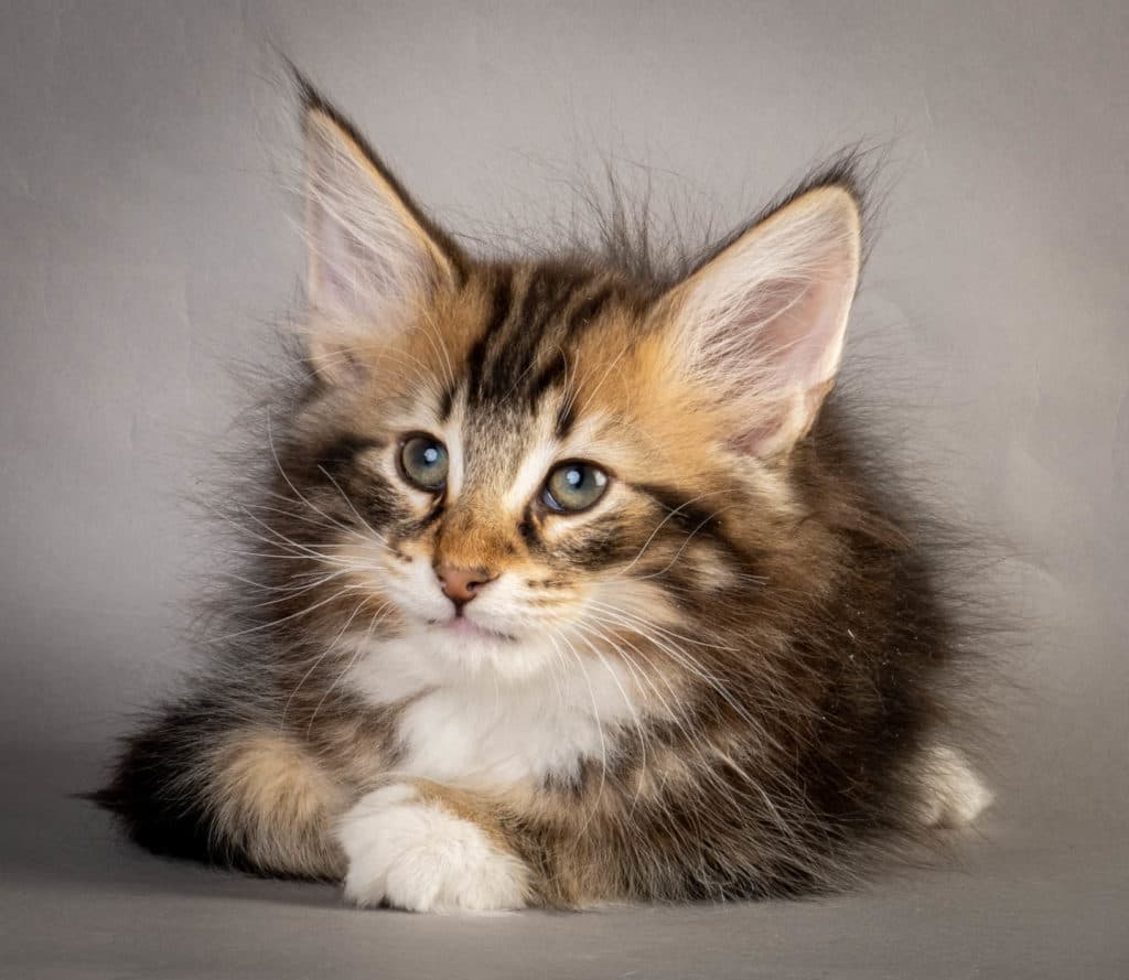 (N)Migoto's Vader, NFO n 09 22