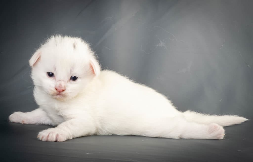 (N)Migoto's Yasmin, NFO w ?