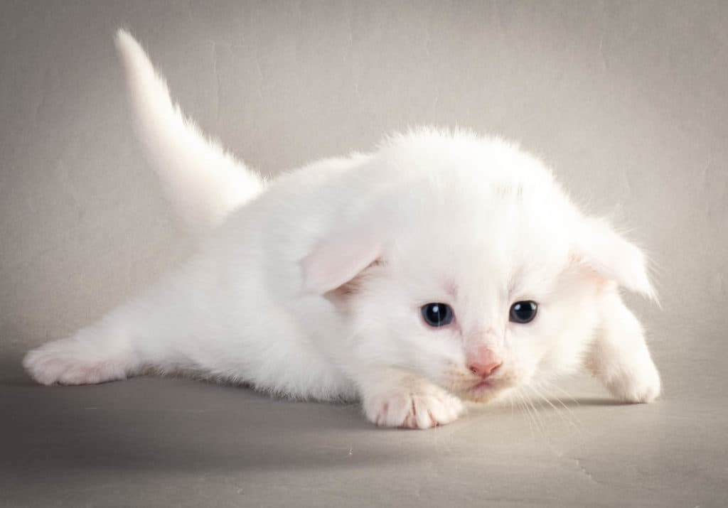 (N)Migoto's Yngvar, NFO w ?