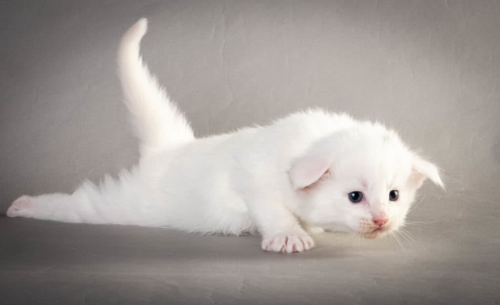 (N)Migoto's Yngvar, NFO w ?