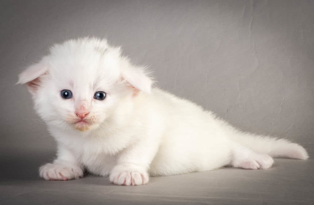 (N)Migoto's Yngvar, NFO w ?