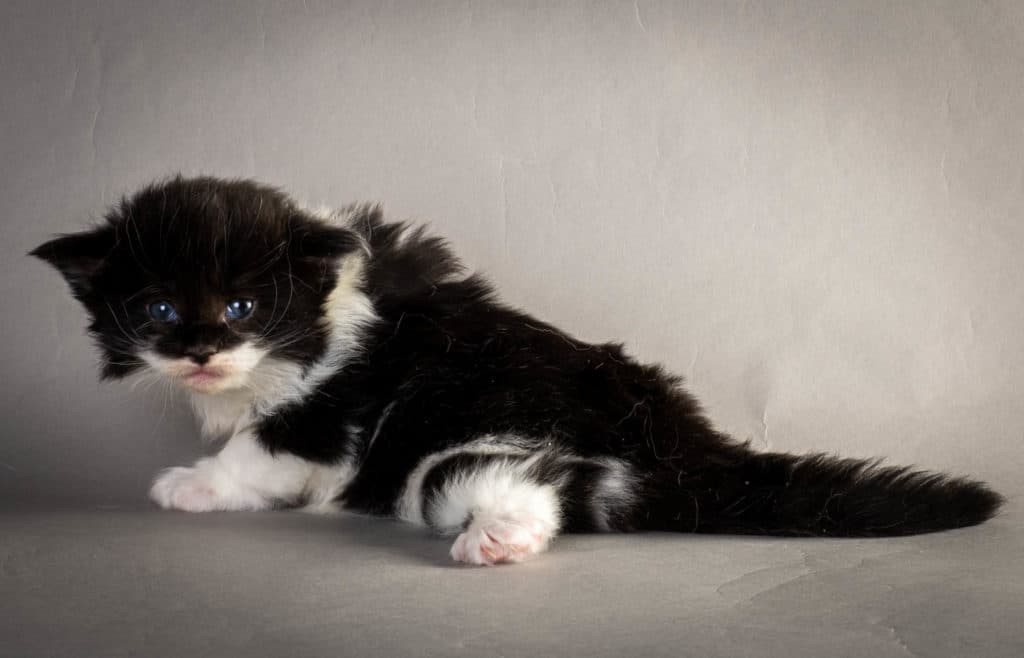 (N)Migoto's Yana, NFO n 03