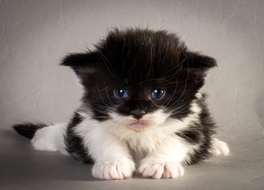 (N)Migoto's Yana, NFO n 03