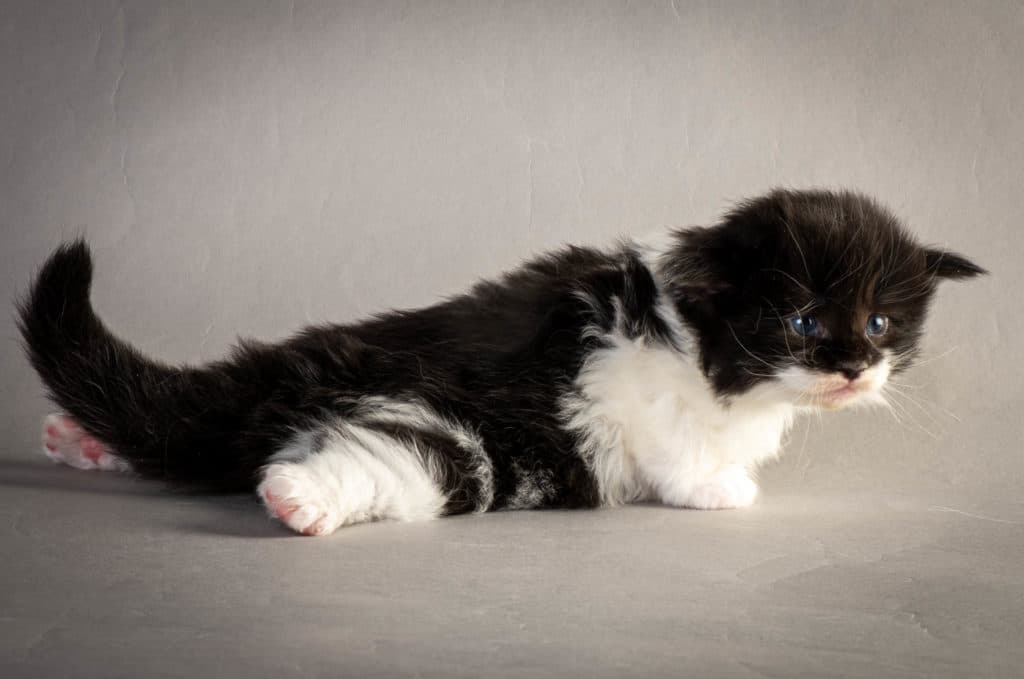 (N)Migoto's Yana, NFO n 03