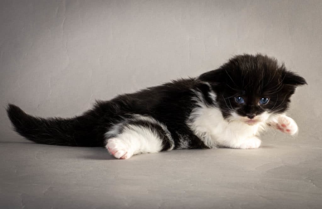 (N)Migoto's Yana, NFO n 03