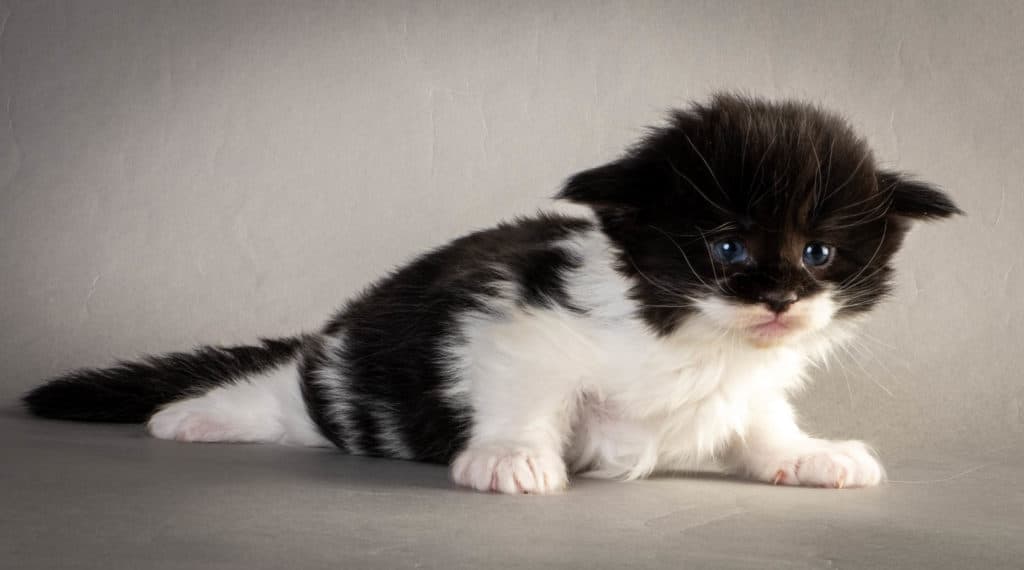 (N)Migoto's Yana, NFO n 03