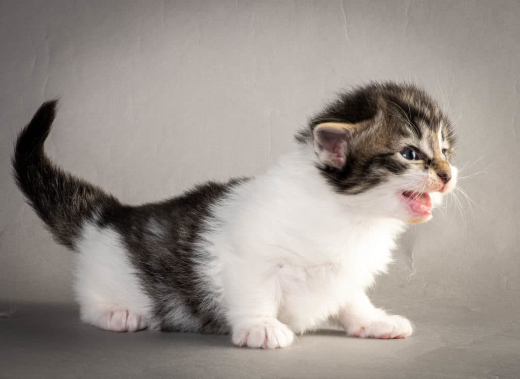 (N)Migoto's Yngvild Yvonne, NFO n 03 24