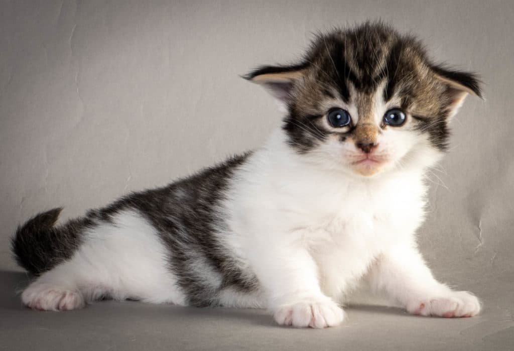 (N)Migoto's Yngvild Yvonne, NFO n 03 24