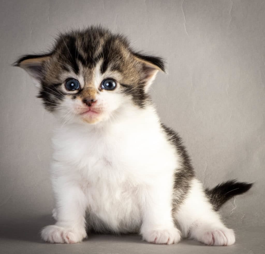 (N)Migoto's Yngvild Yvonne, NFO n 03 24