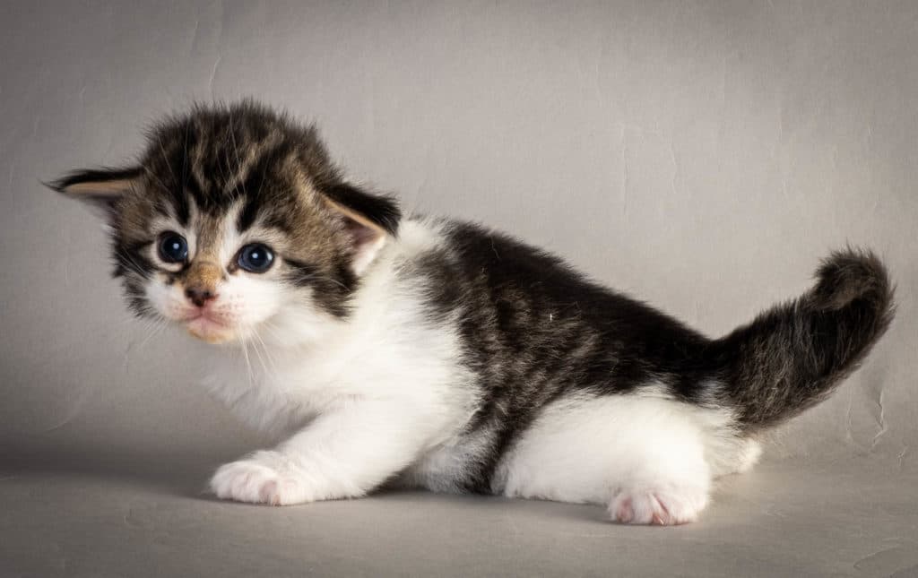 (N)Migoto's Yngvild Yvonne, NFO n 03 24