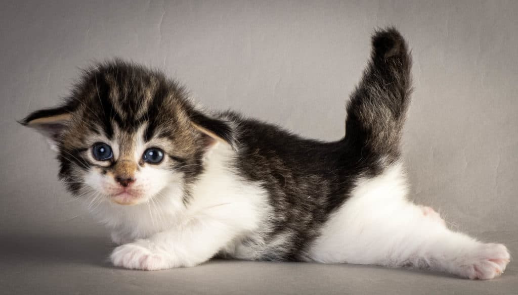 (N)Migoto's Yngvild Yvonne, NFO n 03 24