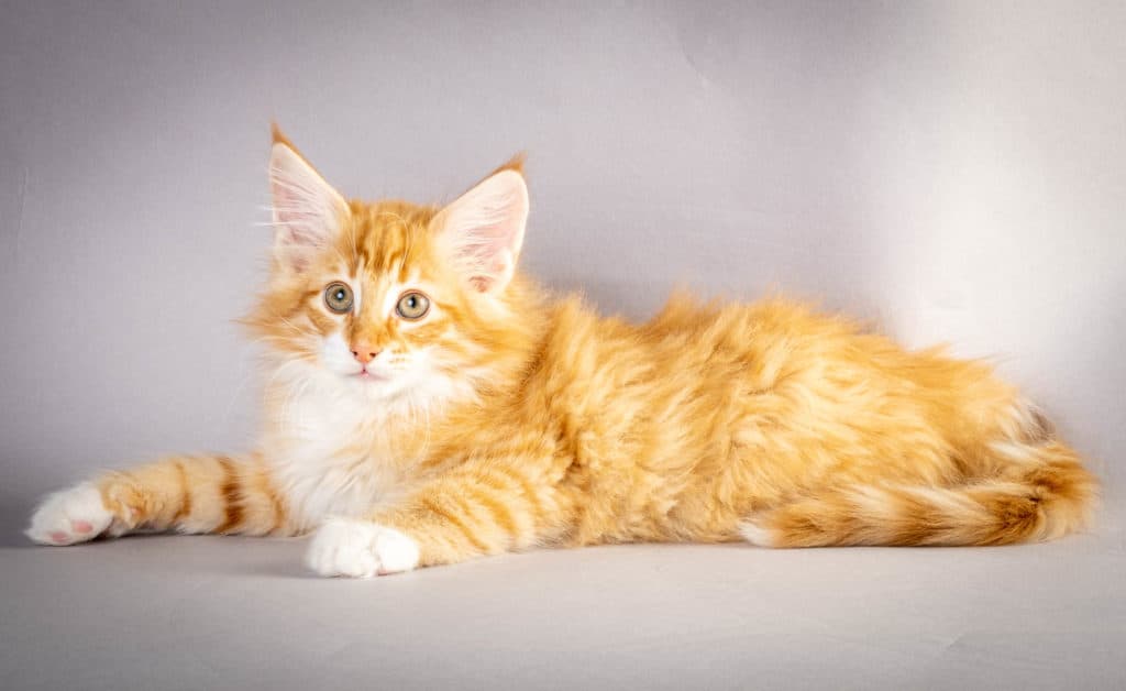 (N)Migoto's Atlas, NFO d 09 24