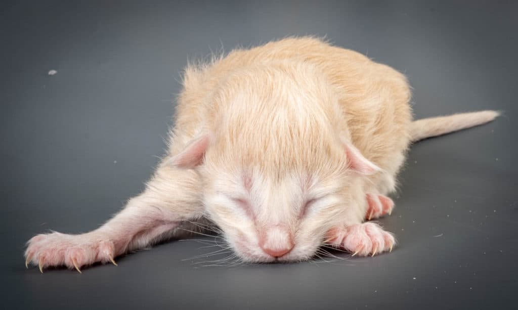 (N)Migoto's Diamant, NFO e 09 22