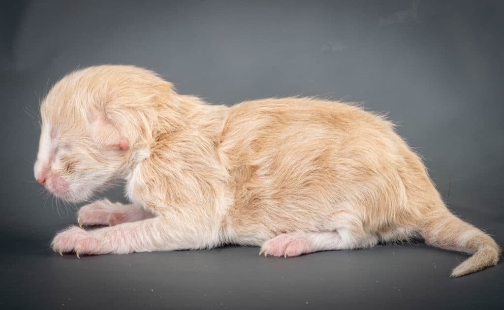 (N)Migoto's Diamant, NFO e 09 22