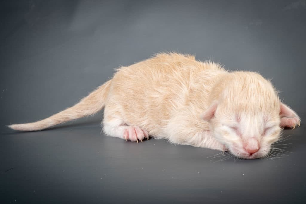 (N)Migoto's Diamant, NFO e 09 22