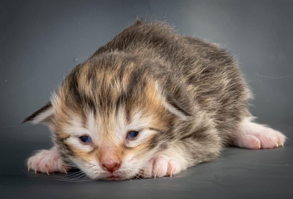 (N)Migoto's Elizabeth II, NFO nt 09 22