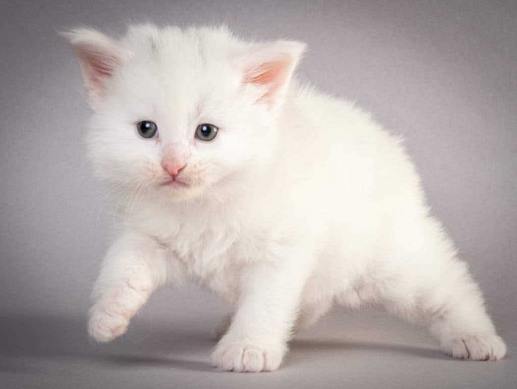 (N)Migoto's Gard, NFO w ??