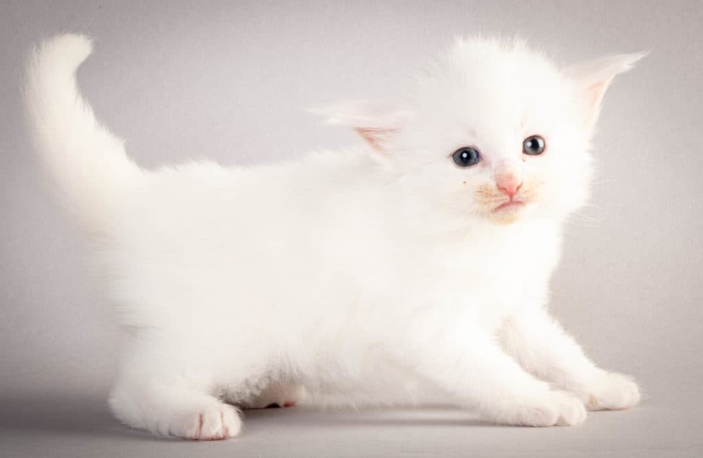 (N)Migoto's Gaute, NFO w ??