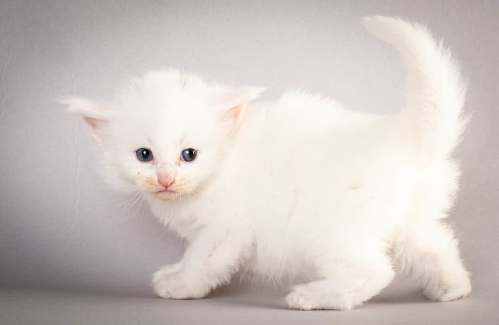 (N)Migoto's Gaute, NFO w ??