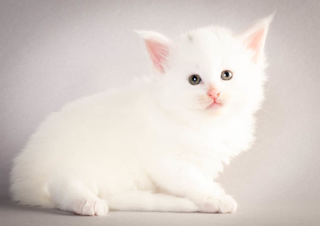 (N)Migoto's Gard, NFO w ??