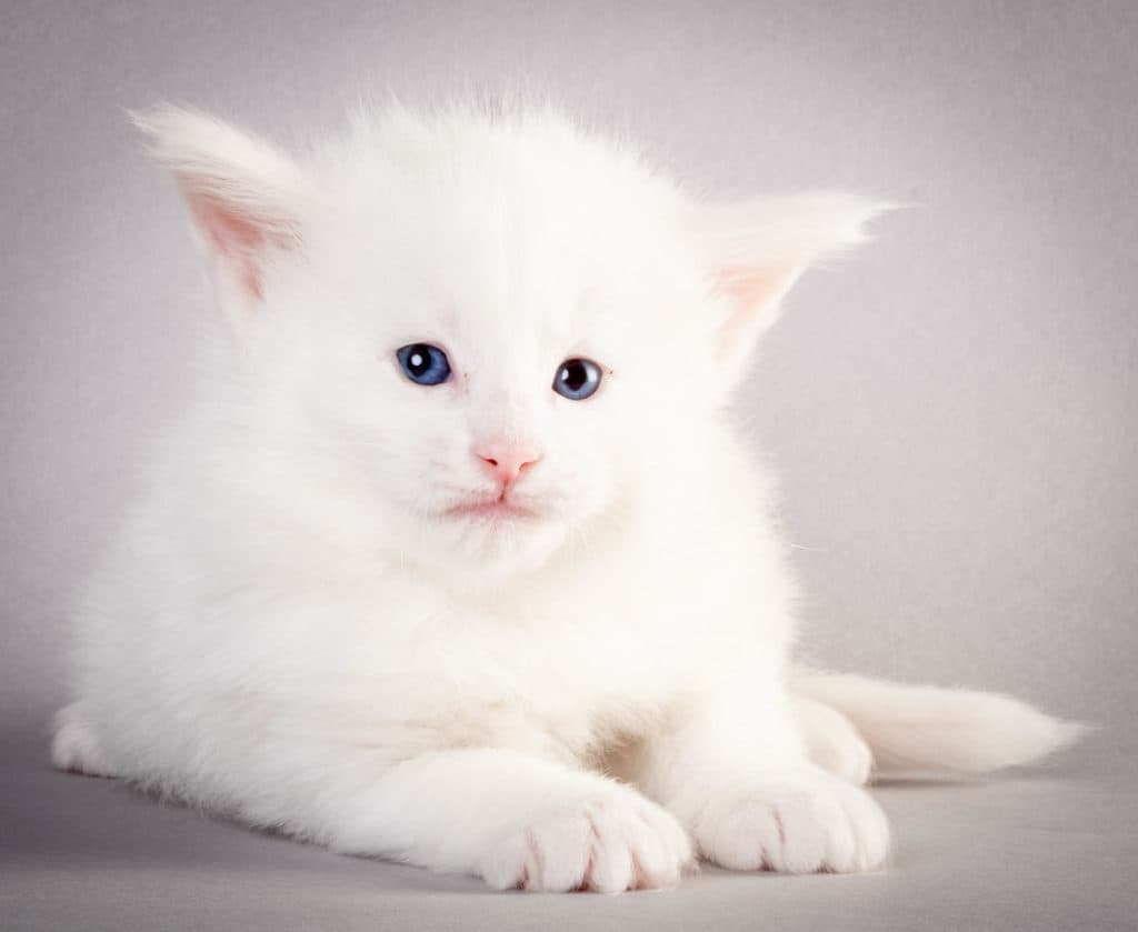 (N)Migoto's Henriette, NFO w ??