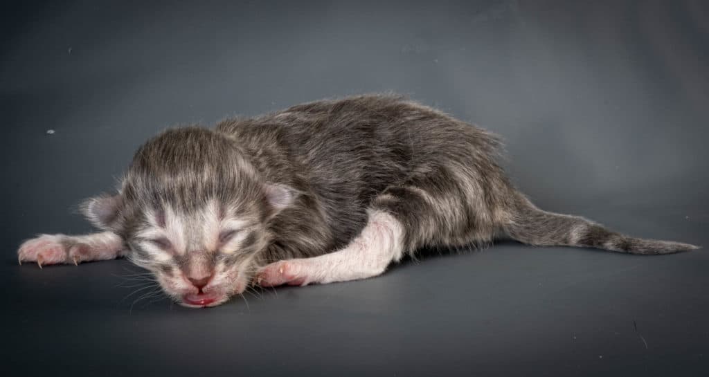 (N)Migoto's Junior, NFO a 09 22