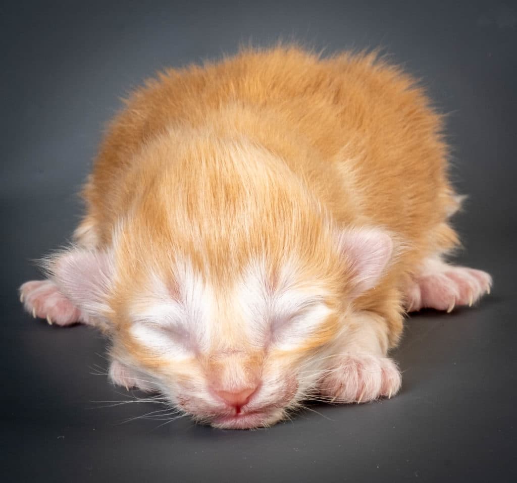 (N)Migoto's Jeppe, NFO d 09 22