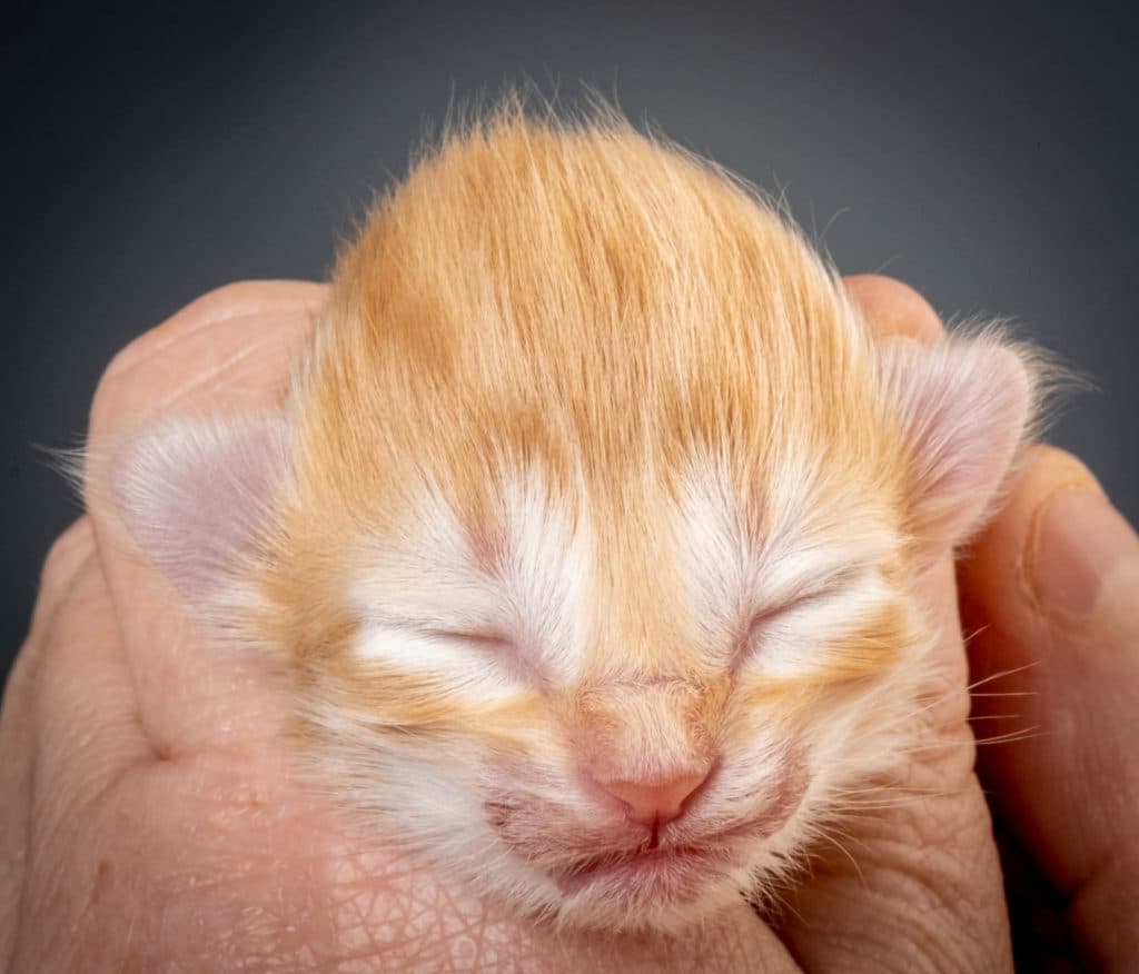 (N)Migoto's Jeppe, NFO d 09 22