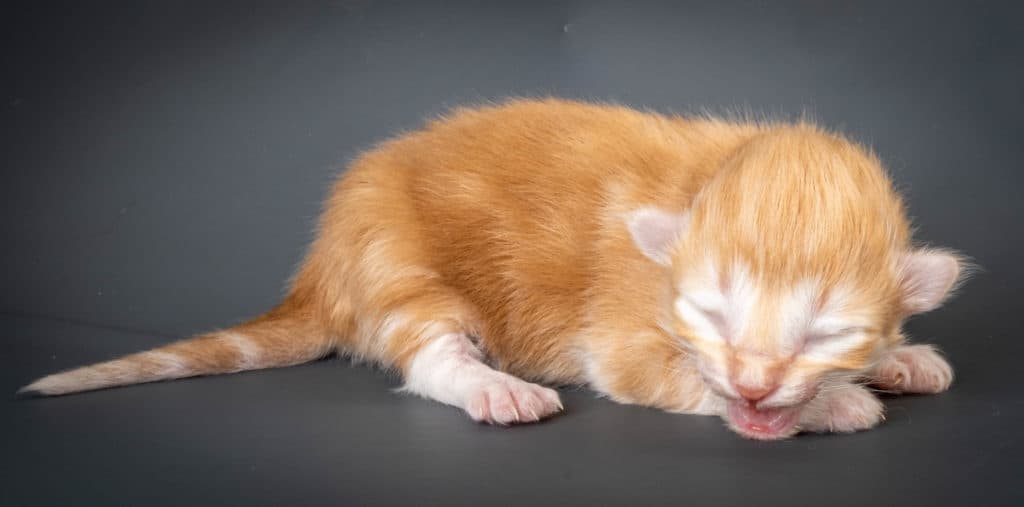 (N)Migoto's Jeppe, NFO d 09 22