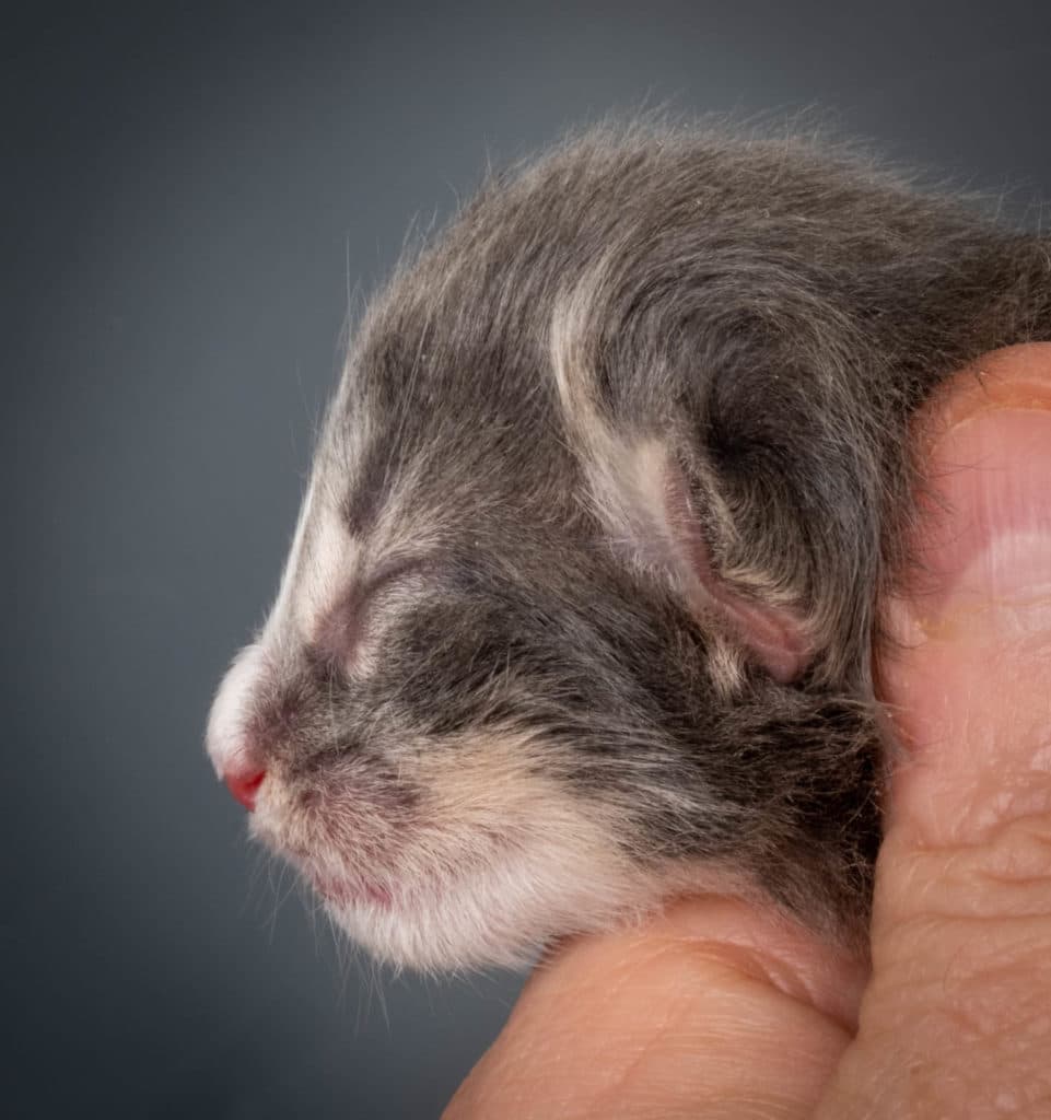 (N)Migoto's Kåre, NFO a 09 22