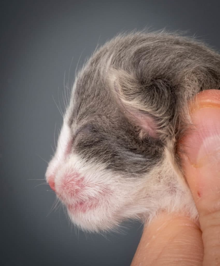 (N)Migoto's Kaiser, NFO a 03 22