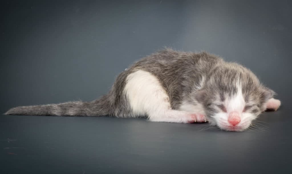 (N)Migoto's Kaiser, NFO a 03 22