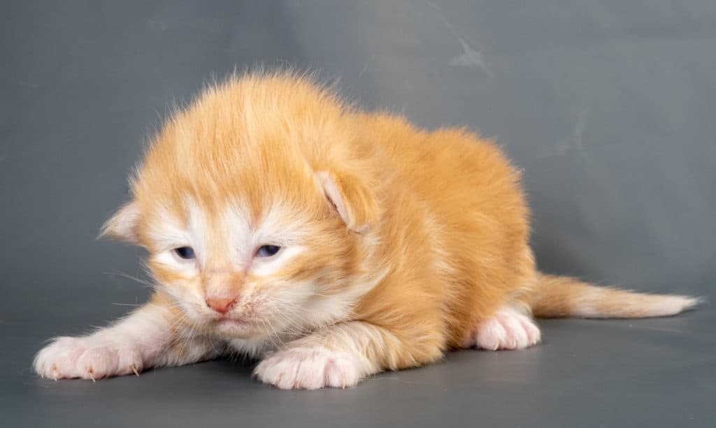 (N)Migoto's Jeppe, NFO d 09 22