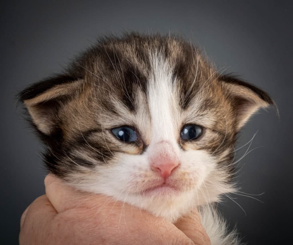 (N)Migoto's Jørgen, NFO n 03 22