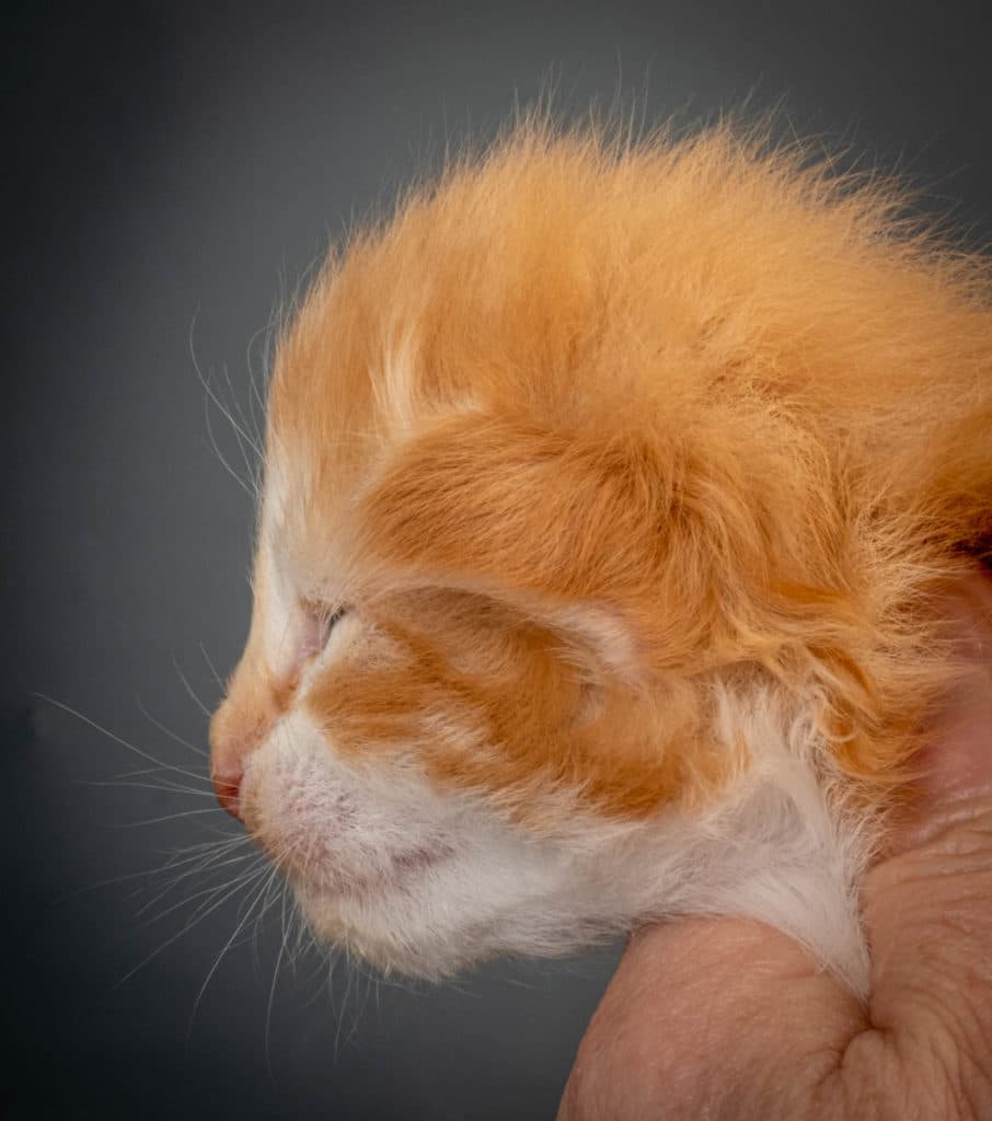 (N)Migoto's Julian, NFO d 03 22